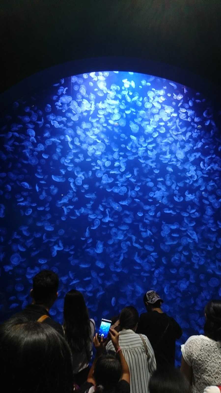 鶴岡加茂水族館・酒田山居倉庫の写真