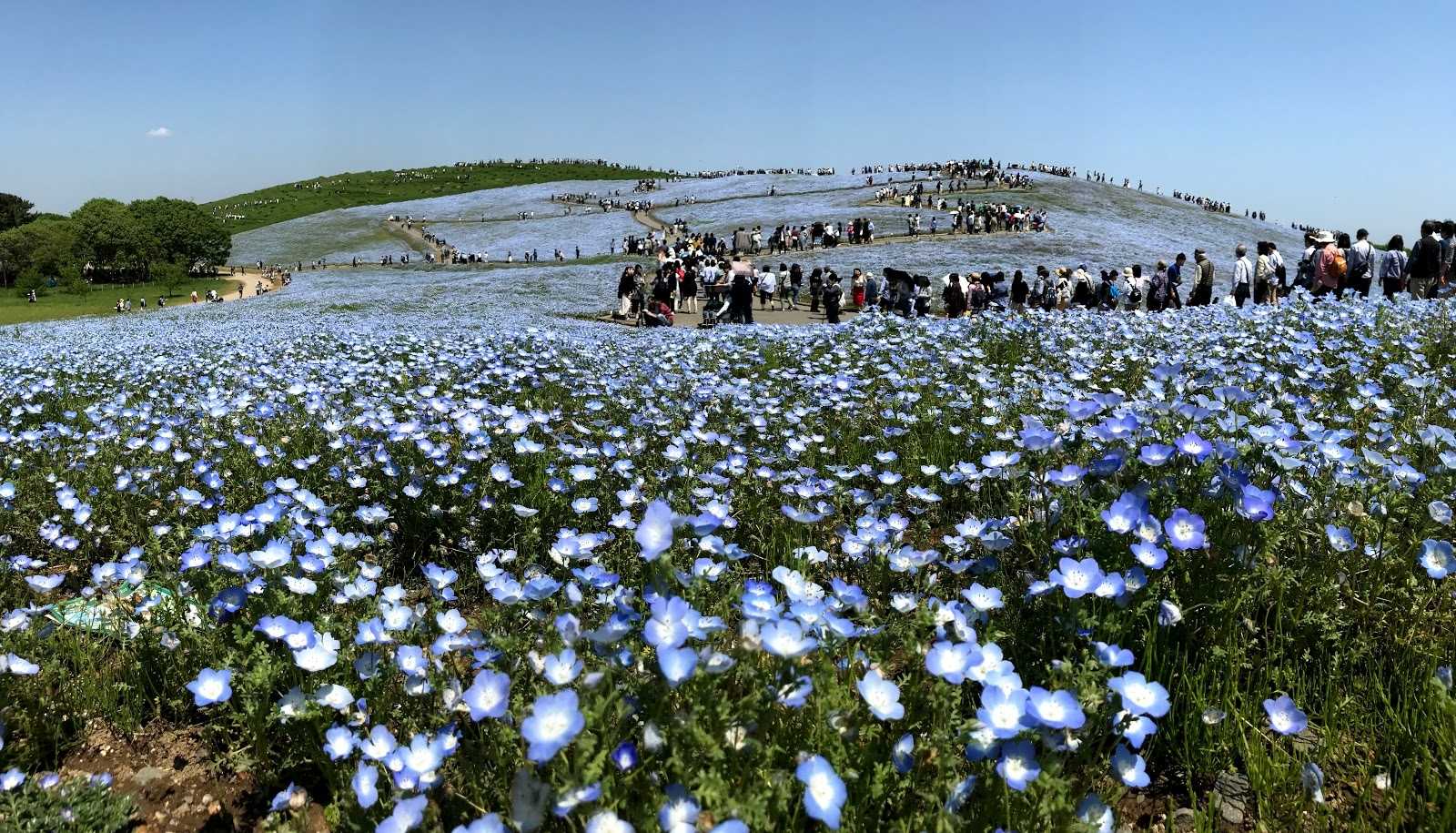 国営ひたち海浜公園の写真